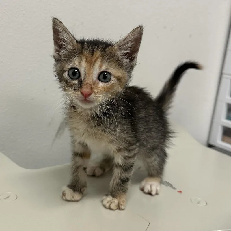 A baby small-sized female Domestic Short Hair cat named Oatmeal O for adoption in Edinburg, TX