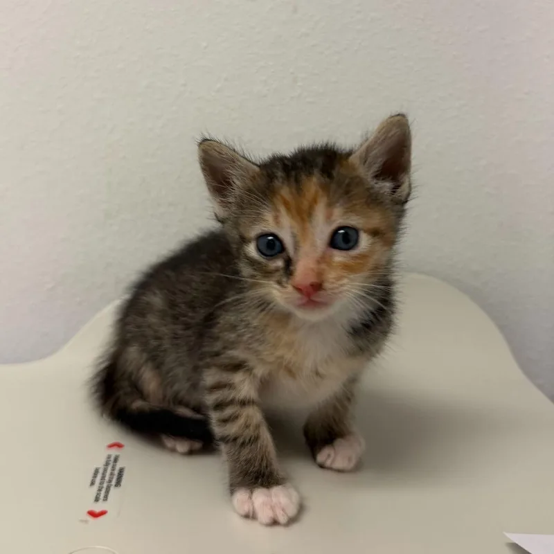 Oatmeal O thumbnail 3