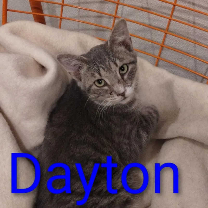 Dayton