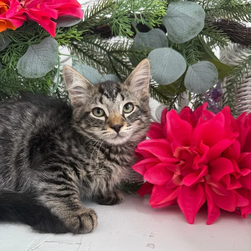 A baby small-sized male Brown / Chocolate Domestic Long Hair cat named Eureka Yap for adoption in Eaton Rapids, MI