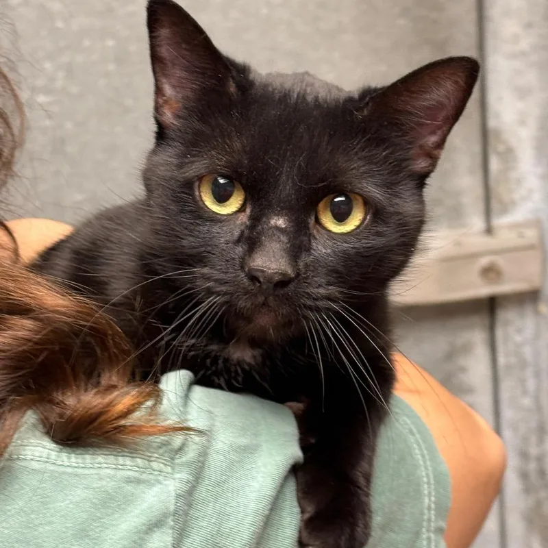 An adult medium-sized female Black Domestic Short Hair cat named Salem for adoption in Perkiomenville, PA