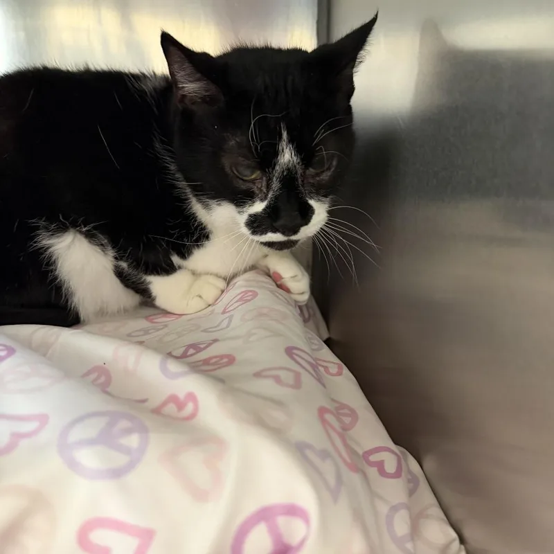 A senior large-sized male Black American Shorthair cat named Kiki for adoption in Perkiomenville, PA