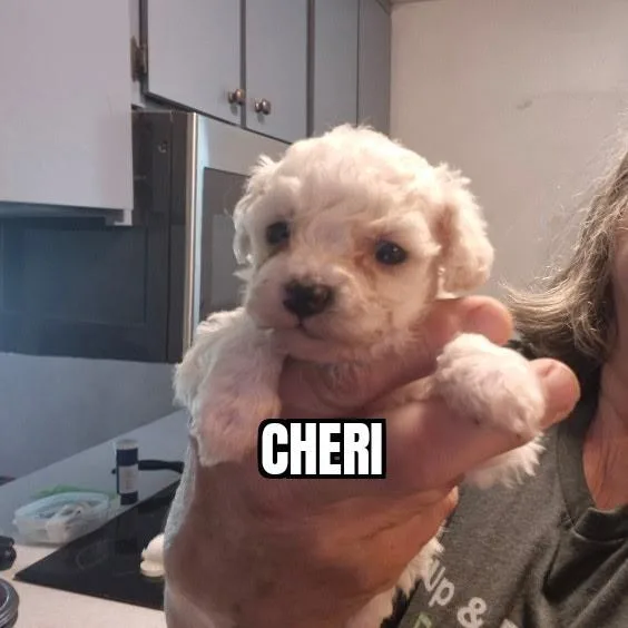 A baby small-sized female White / Cream Bichon Frise dog named Cheri for adoption in Olympia, WA