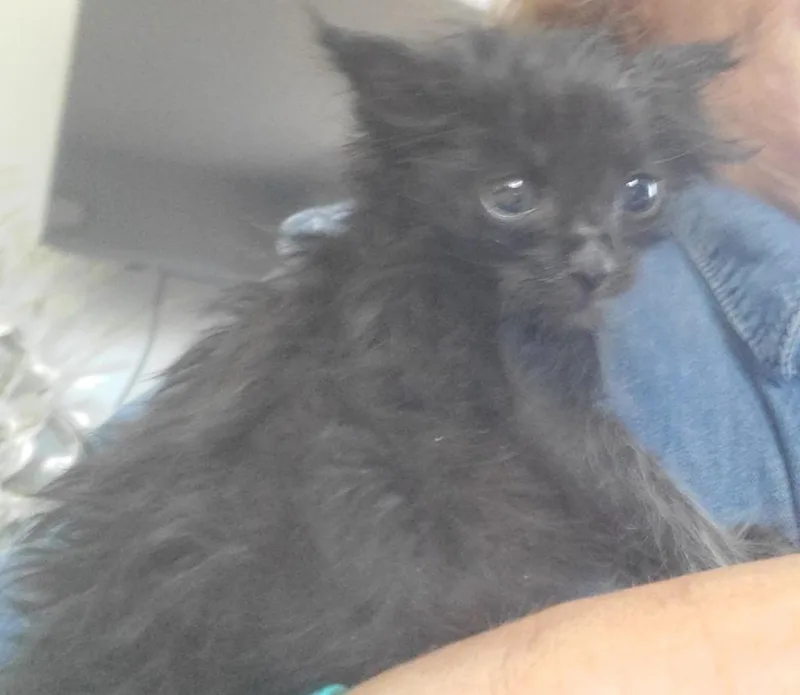 A baby small-sized male Domestic Medium Hair cat named Booboo Bear for adoption in HUNTINGTON BEACH, CA