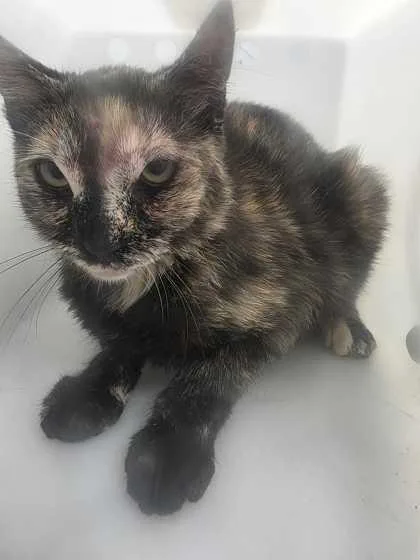 An adult medium-sized female Domestic Short Hair cat named Pyrie for adoption in Sevierville, TN