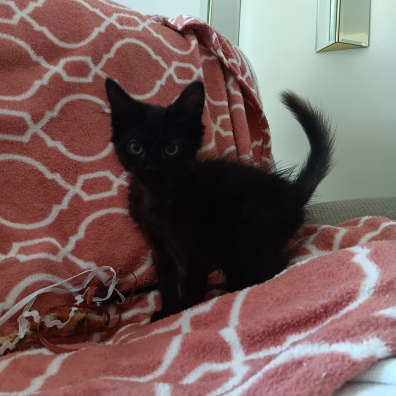 A baby medium-sized male Lilac Point Siamese cat named Puff and Fluff for adoption in North East, MD