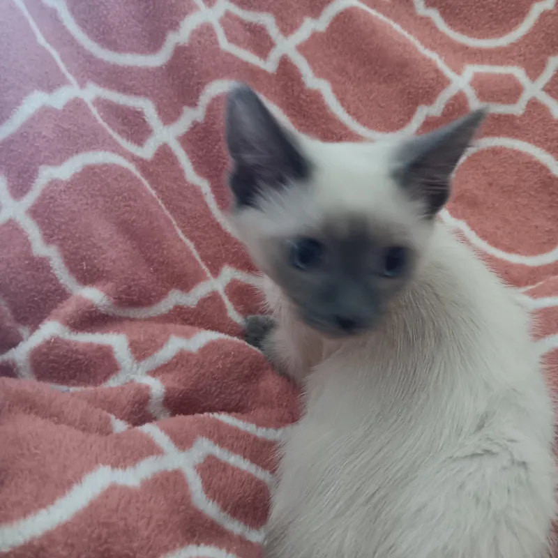 Puff and Fluff thumbnail 3