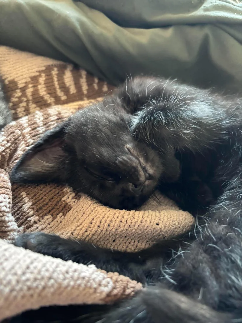Cleo thumbnail 2