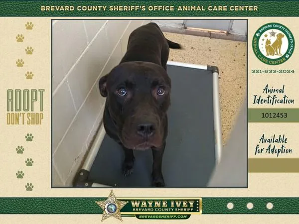 An adult large-sized male Mixed Breed dog named Rocket for adoption in Melbourne, FL