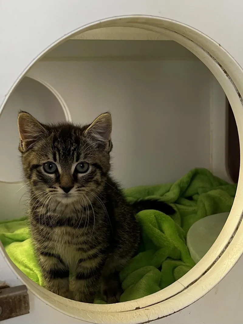 A young small-sized male Domestic Medium Hair cat named Franklin for adoption in Southold, NY