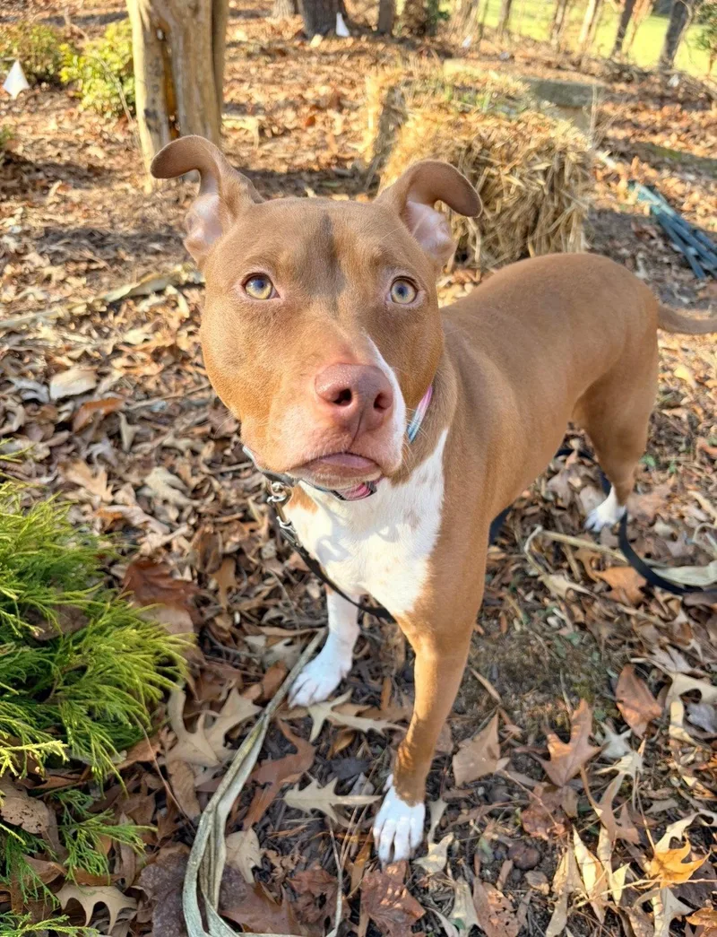 An adult medium-sized female Pit Bull Terrier dog named Maggie for adoption in Richmond, VA