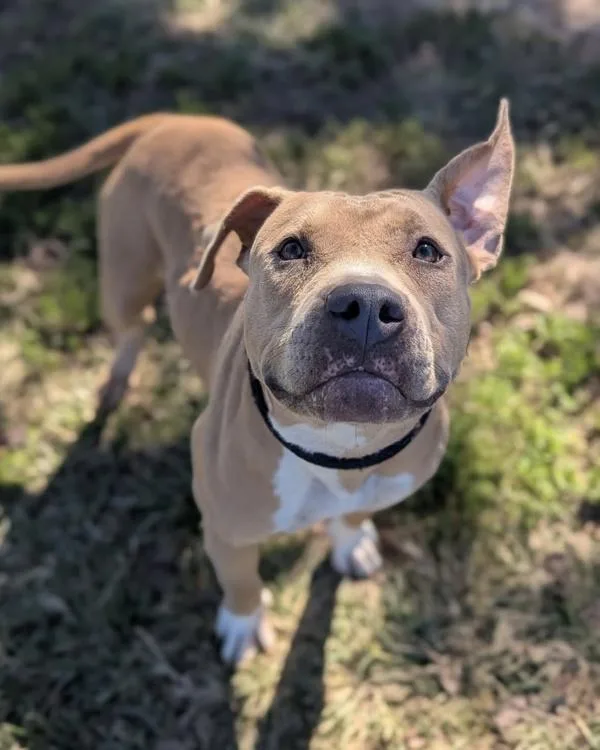 An adult large-sized female Pit Bull Terrier dog named Sammy Sprinkler for adoption in Richmond, VA