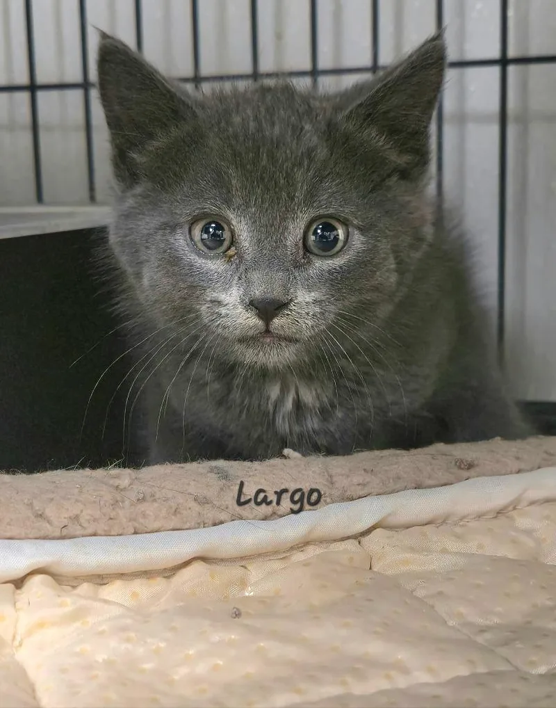 A baby medium-sized male Domestic Short Hair cat named Largo for adoption in Cedar Rapids, IA