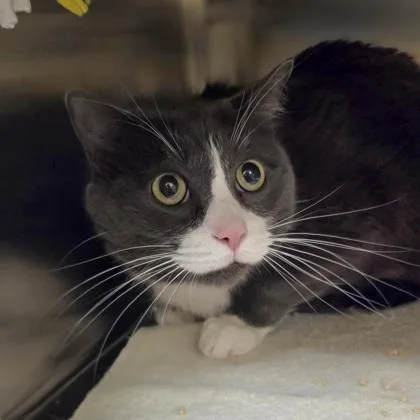 An adult extra large-sized male Domestic Short Hair cat named Pillow Pet for adoption in Westland, MI