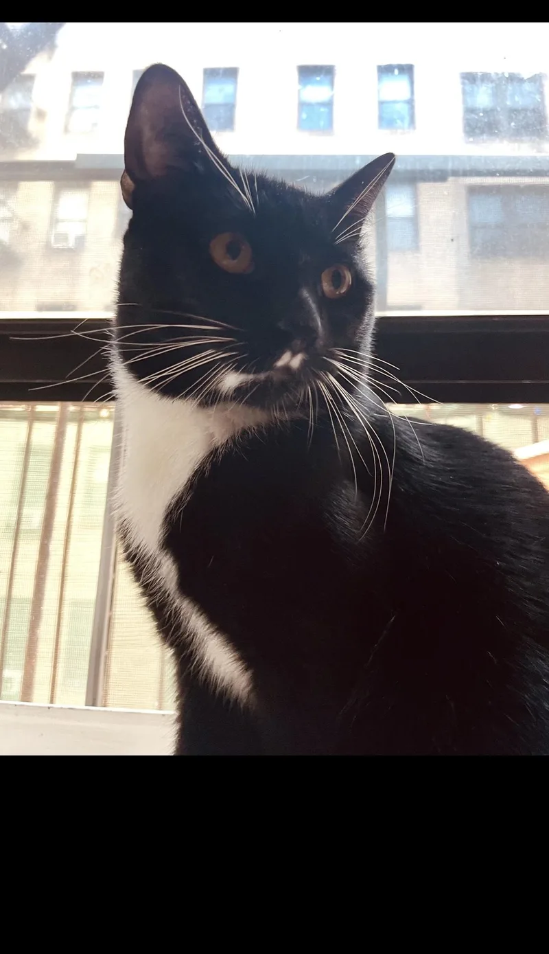 An adult medium-sized male Black & White / Tuxedo Domestic Short Hair cat named Nocturne for adoption in Brooklyn, NY