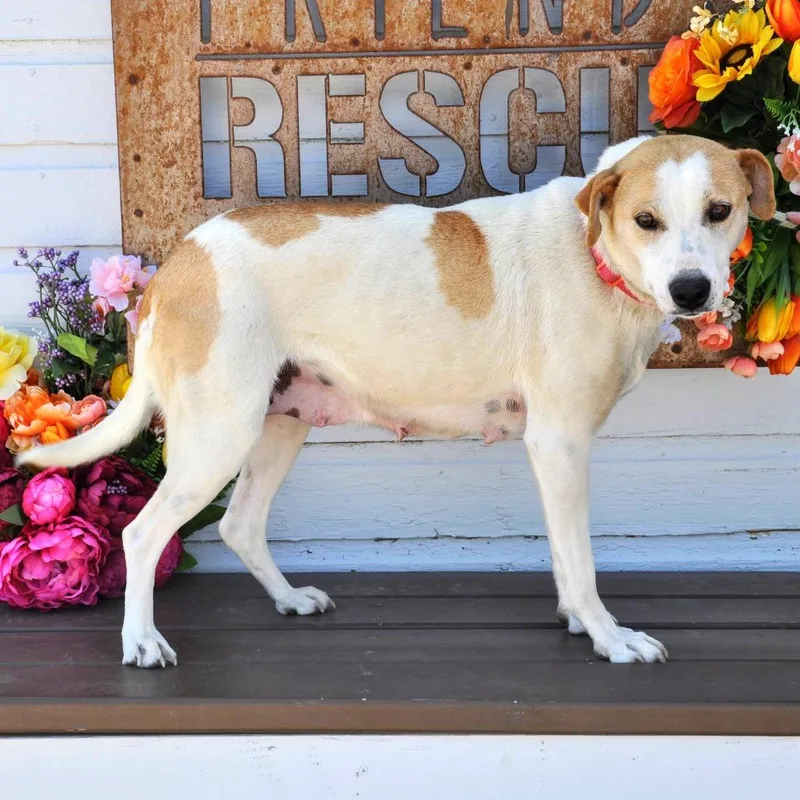 An adult medium-sized female White / Cream Mixed Breed dog named Charlotte for adoption in Prescott, AZ