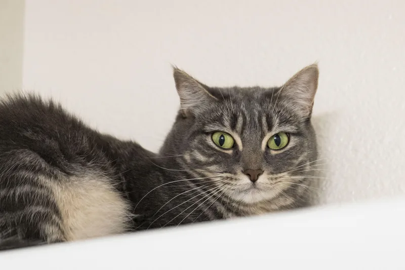 An adult medium-sized female Tabby (Gray / Blue / Silver) Domestic Short Hair cat named Slate for adoption in Boise, ID