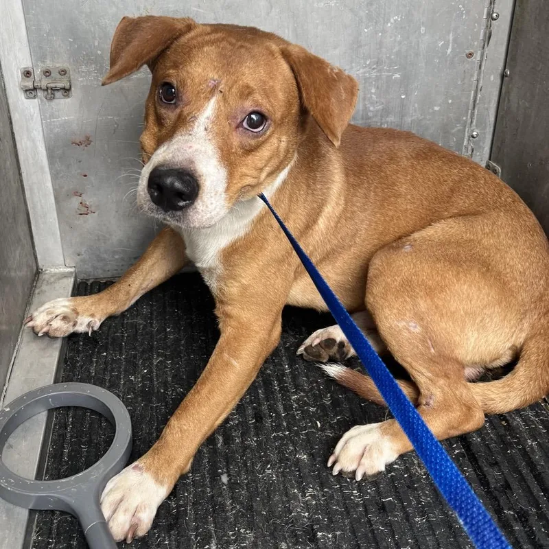 An adult medium-sized male Brown / Chocolate Shepherd dog named Ty for adoption in Edinburg, TX