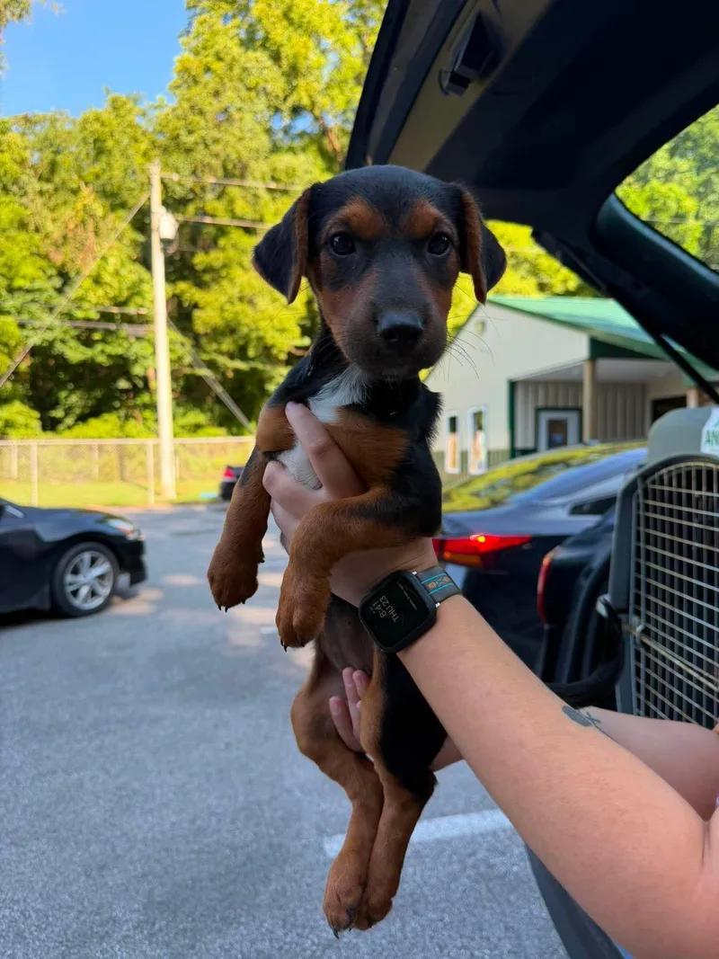 A baby medium-sized female Black Mixed Breed dog named Sima for adoption in Leitchfield, KY