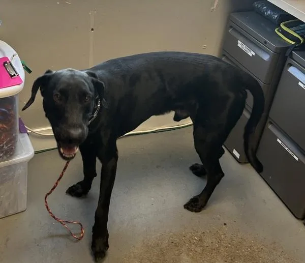 An adult large-sized male Labrador Retriever dog named Tanuki for adoption in Salt Lake City, UT
