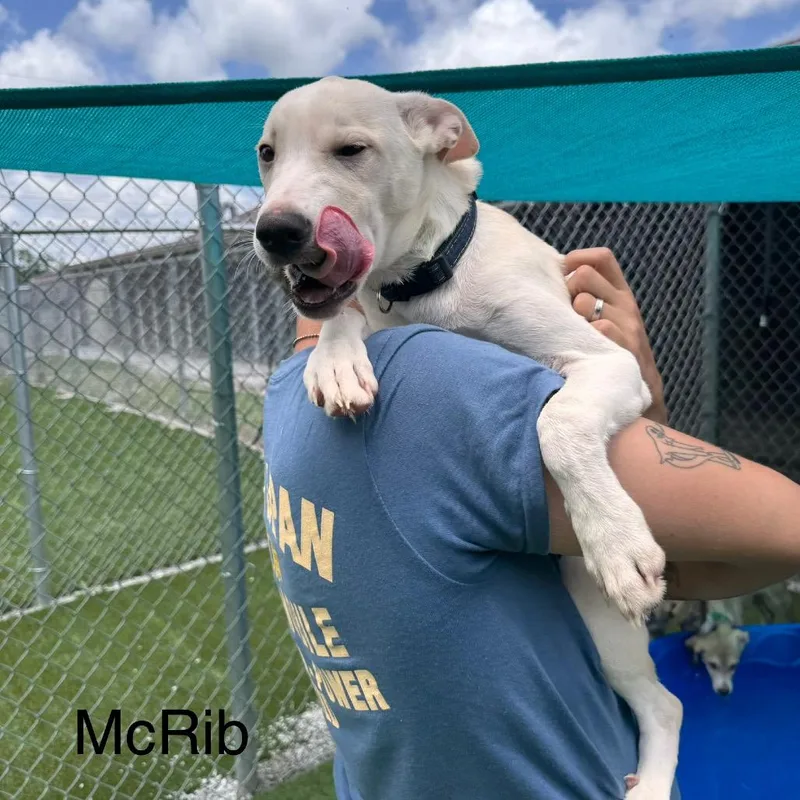 A baby small-sized male White / Cream Husky dog named Strawberry Rhubarb for adoption in Dayton, OH