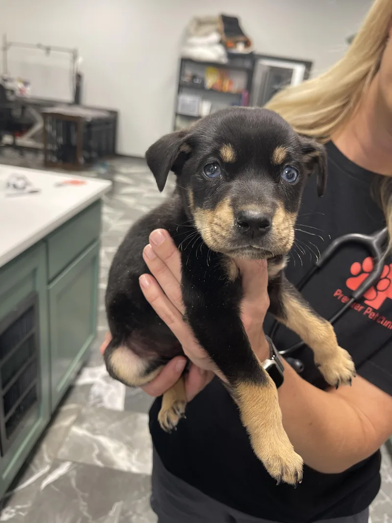 A baby small-sized female Rottweiler dog named Hope for adoption in Welling, OK