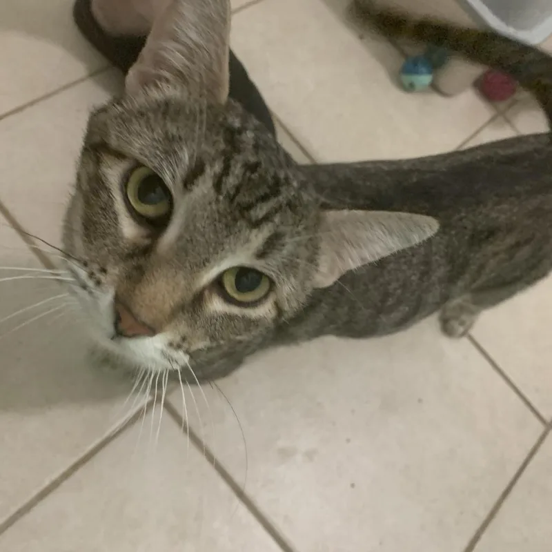 An adult medium-sized female Gray / Blue / Silver Domestic Short Hair cat named Lackland for adoption in San Antonio, TX