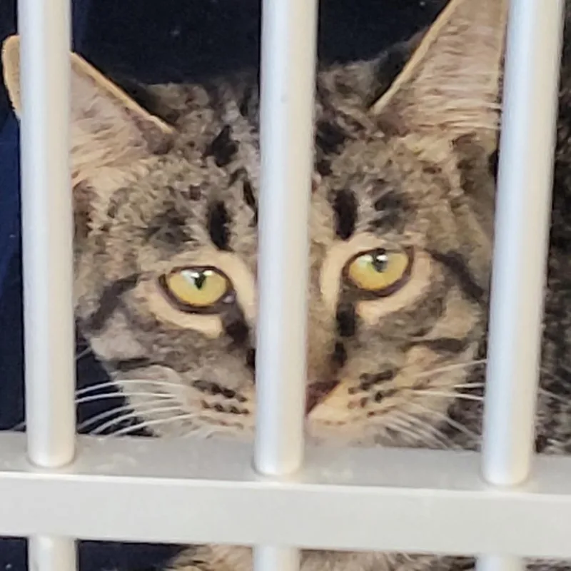 A baby small-sized male Brown / Chocolate Domestic Short Hair cat named Fred for adoption in Monroe, MI