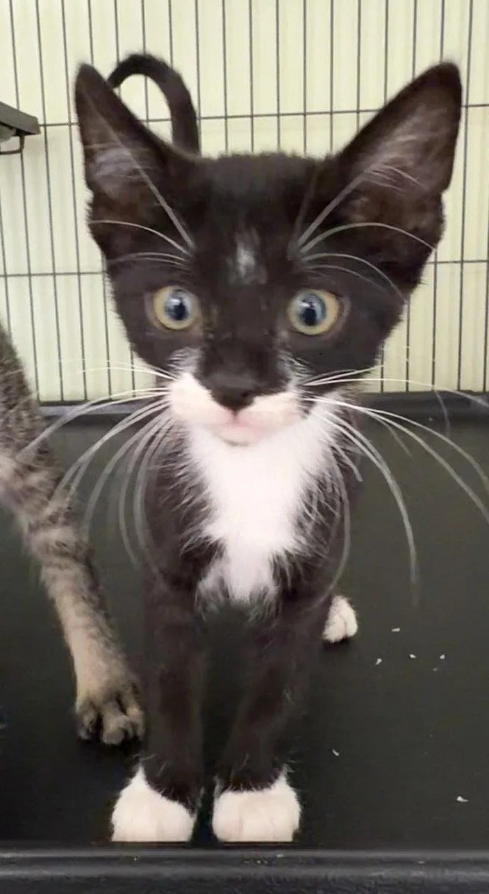 A baby medium-sized female Domestic Short Hair cat named Dottie P. for adoption in Trenton, NJ