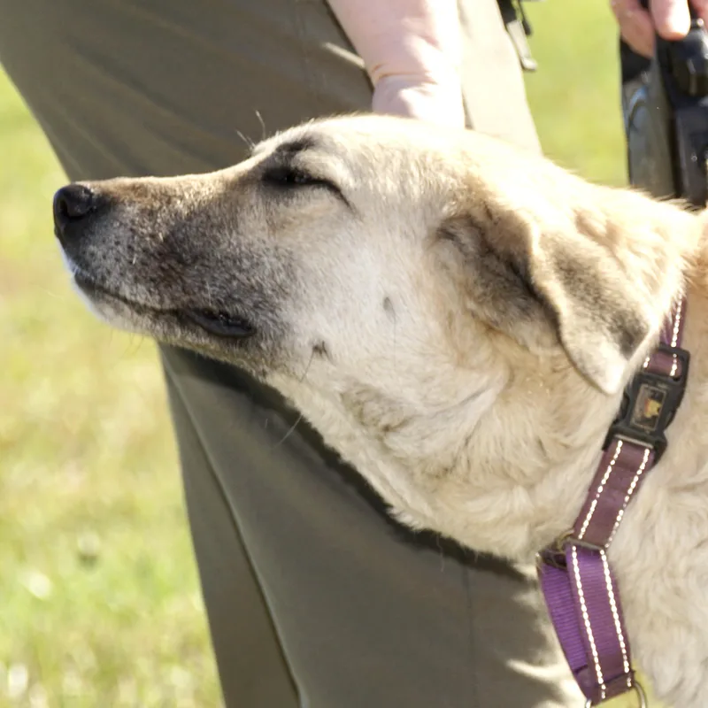 Gracie  S thumbnail 5