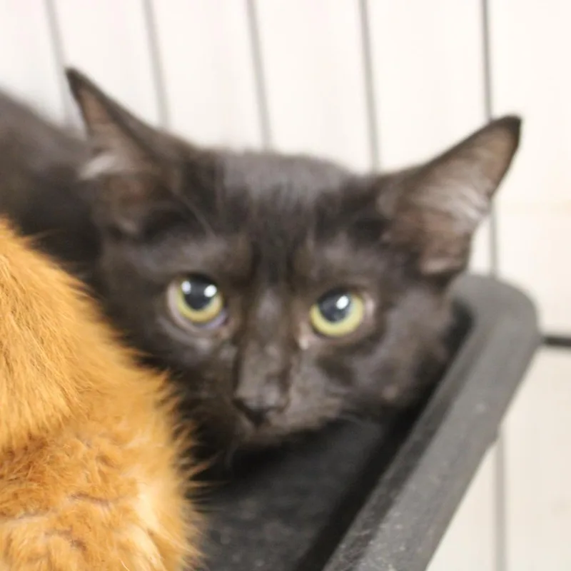 A baby small-sized male Black Domestic Short Hair cat named Chomper for adoption in Cleveland, MS