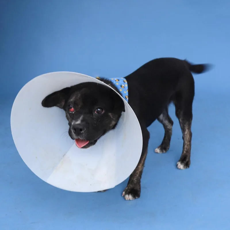 A baby medium-sized female French Bulldog dog named Katya for adoption in Pasadena, CA