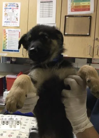 A baby small-sized male German Shepherd Dog dog named Noah for adoption in Riverside, CA