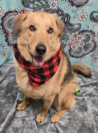 An adult large-sized male Mixed Breed dog named Douglas for adoption in Hamilton, OH