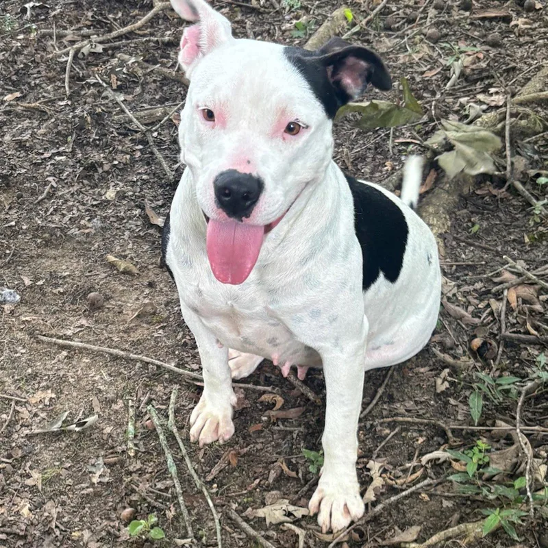 A young medium-sized female Terrier dog named Bonita Hope for adoption in Locust Fork, AL