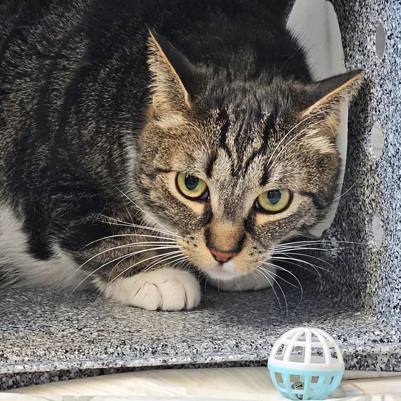 A senior extra large-sized female Brown / Chocolate Domestic Short Hair cat named Hazel for adoption in Birdsboro, PA