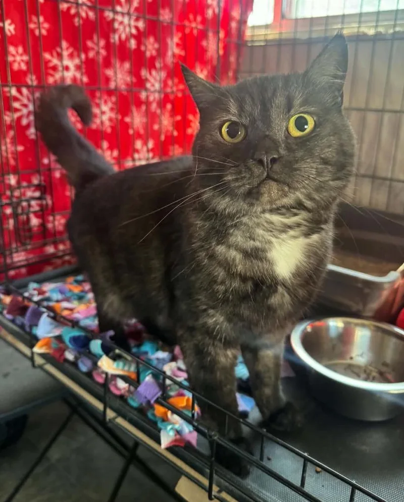 An adult medium-sized female Domestic Short Hair cat named Luna for adoption in Ogden, UT