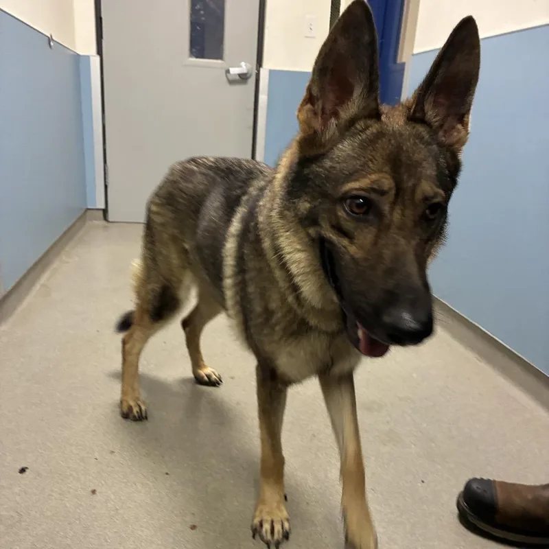 A young large-sized female Black German Shepherd Dog dog named Diva for adoption in LOXAHATCHEE, FL