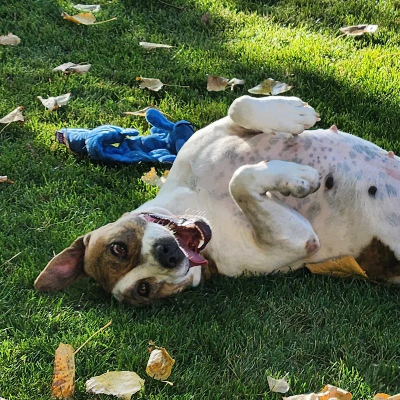 Morrisey thumbnail 2