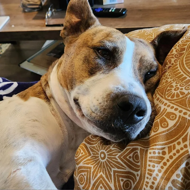 Morrisey thumbnail 3