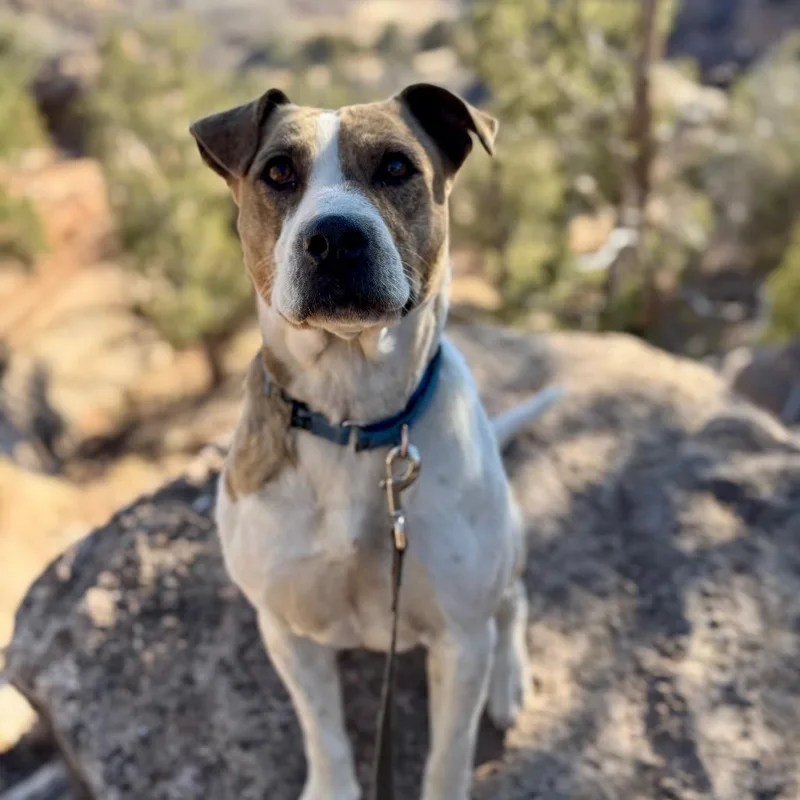 Morrisey thumbnail 4