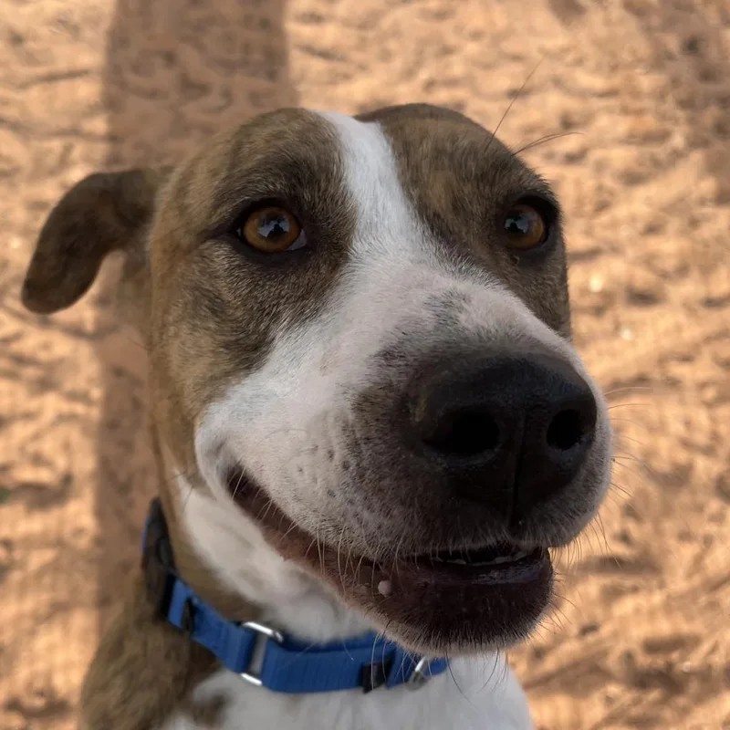 Morrisey thumbnail 5