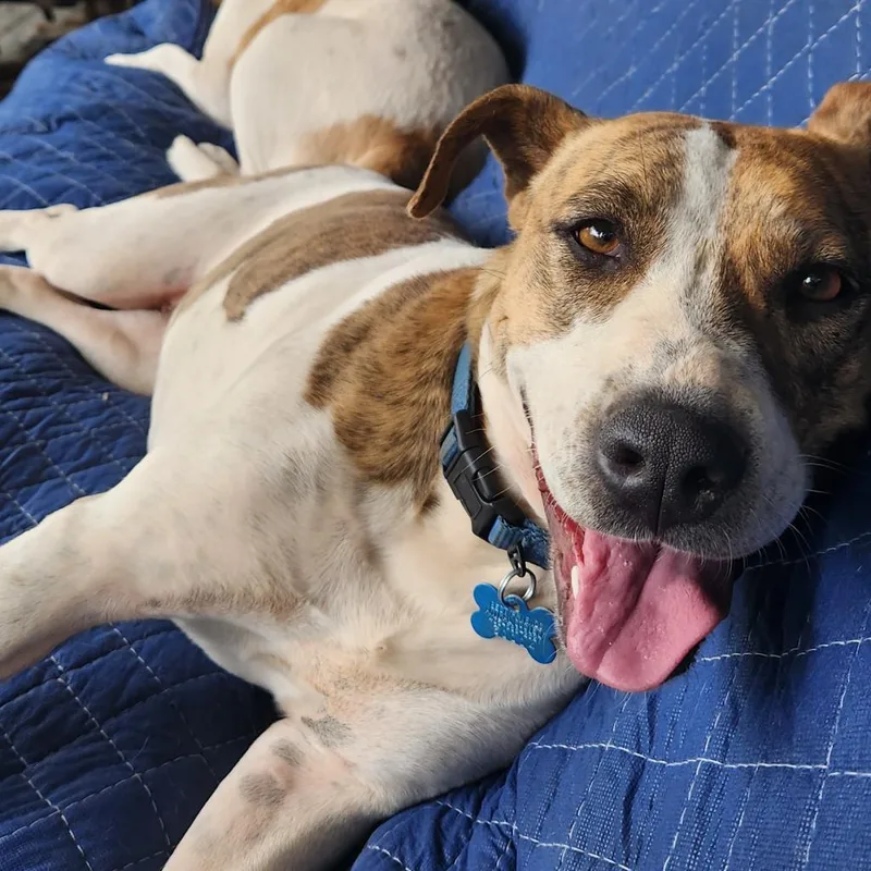 Morrisey thumbnail 6