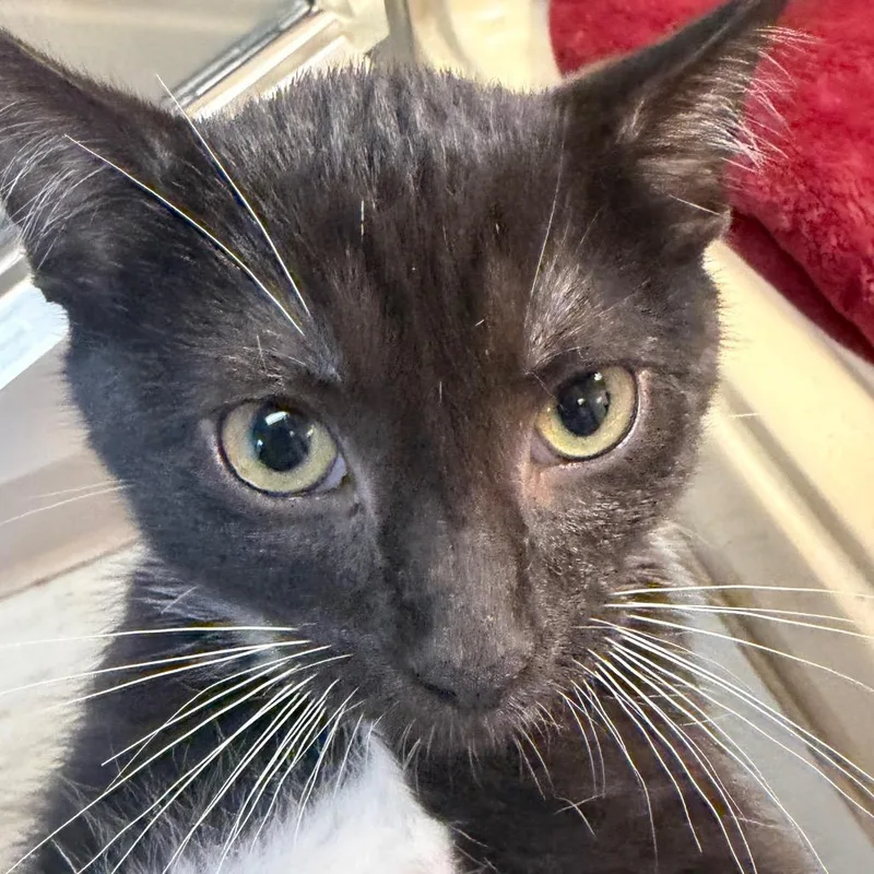 A baby small-sized female Black Domestic Short Hair cat named Trey for adoption in Beckley, WV