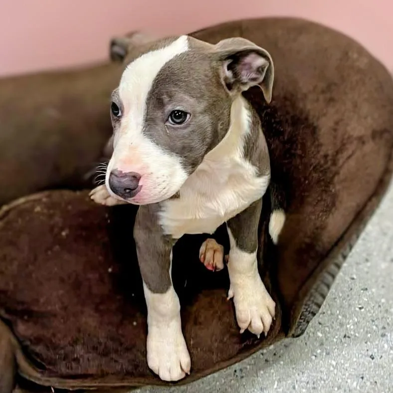 A young large-sized female Gray / Blue / Silver Mixed Breed dog named Margo for adoption in Huntsville, AR