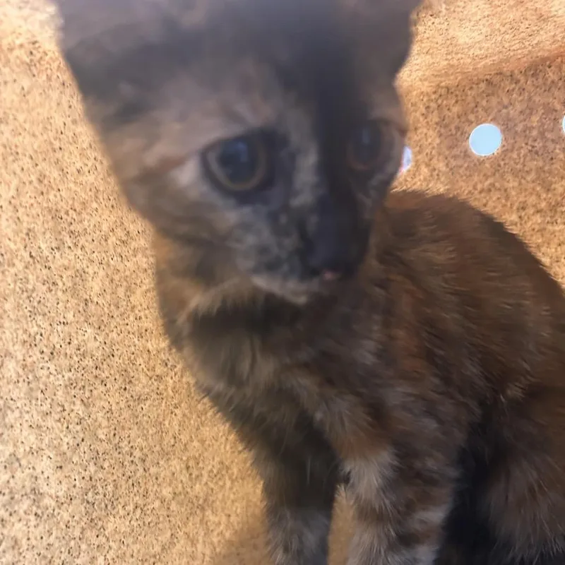 Hightide thumbnail 3