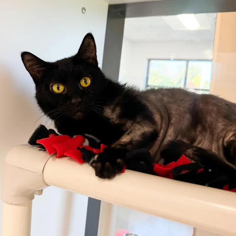 A senior large-sized female Black Domestic Short Hair cat named Kajo for adoption in Fort Wayne, IN