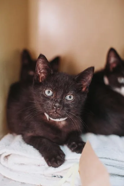 A young small-sized female Domestic Short Hair cat named A Onyx for adoption in North Charleston, SC