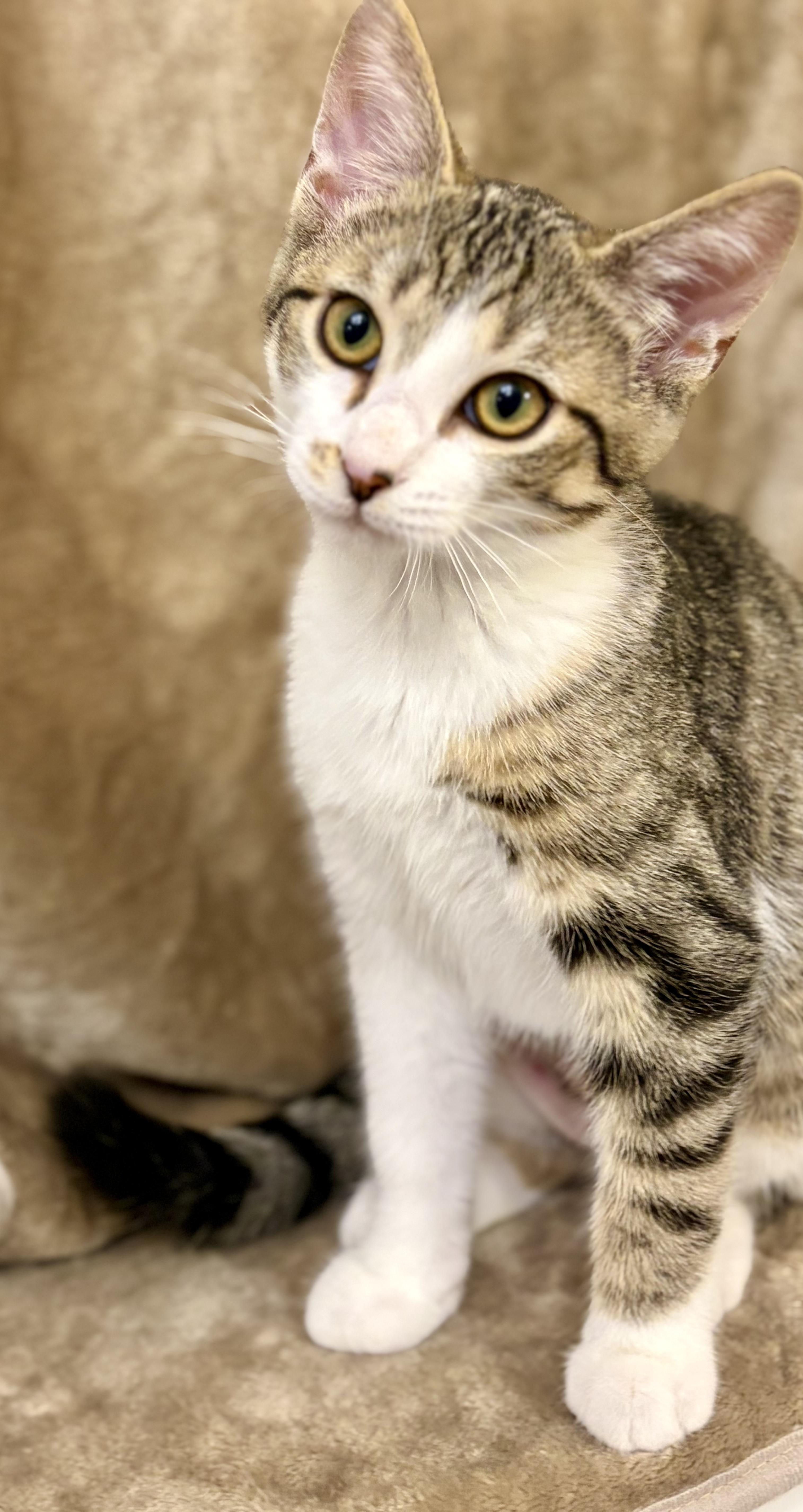 A baby small-sized female Tabby (Brown / Chocolate) Domestic Short Hair cat named Tiger Lily for adoption in Nashville, TN