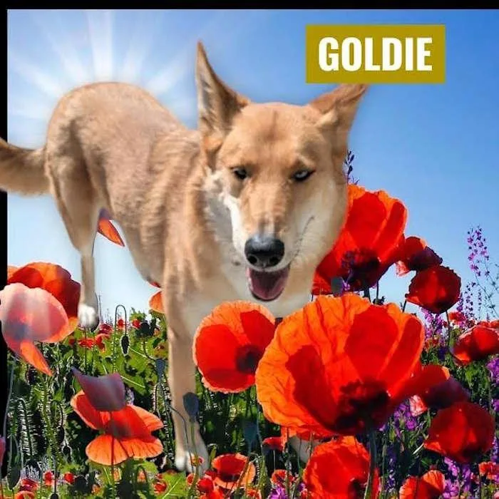 Goldie